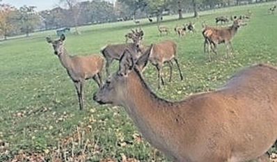 Am Wildgehege bei der Sauhütte findet in diesem Jahr erstmals ein Frühjahrsmarkt statt.