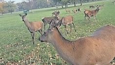 Am Wildgehege bei der Sauhütte findet in diesem Jahr erstmals ein Frühjahrsmarkt statt.