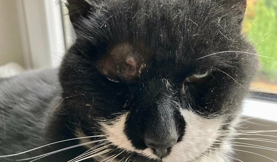 Ein Unbekannter hat diesem Kater in Lilienthal in den Kopf geschossen.