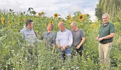Im vergangenen Jahr waren auf dem Hof von Kattenhorn Sonnenblumen gepflanzt.