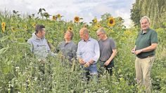 Im vergangenen Jahr waren auf dem Hof von Kattenhorn Sonnenblumen gepflanzt.