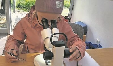 Der Blick durch ein Stereo-Mikroskop ist faszinierend.