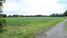 Zwischen den beiden östlichen Teilflächen verläuft ein Feldweg mit Baumbestand (Wallhecke), der erhalten bleiben soll.