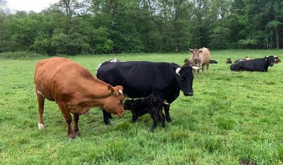 Die Kühe sind das Herzstück des Sophienhofes.
