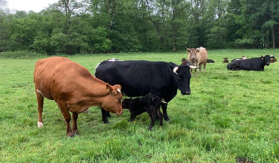 Die Kühe sind das Herzstück des Sophienhofes.