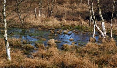 Moore sind echte Klimaschützer – sie selbst zu schützen ist daher essenziell.