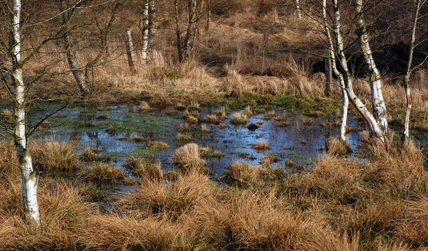 Moore sind echte Klimaschützer – sie selbst zu schützen ist daher essenziell.