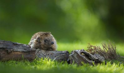 Ein kleiner Igel in einem für ihn passenden Umfeld.