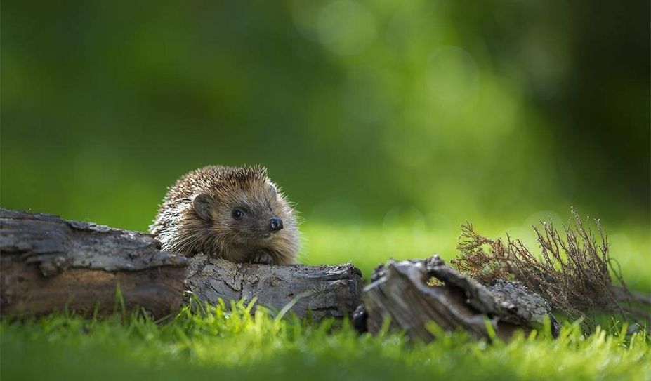 Ein kleiner Igel in einem für ihn passenden Umfeld.