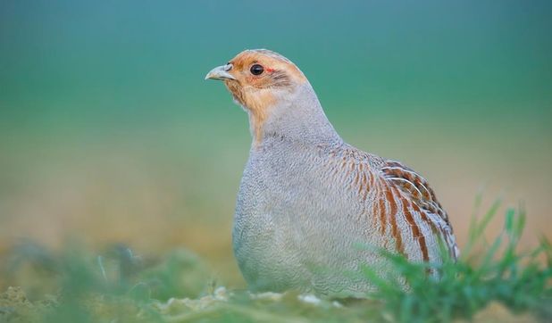 Das Rebhuhn hat sich damals weit ausgebreitet, nun droht es zu verschwinden.