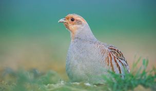 Das Rebhuhn hat sich damals weit ausgebreitet, nun droht es zu verschwinden.