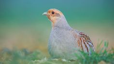 Das Rebhuhn hat sich damals weit ausgebreitet, nun droht es zu verschwinden.