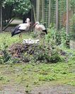 Stolze Eltern: Storchenpaar mit seinem Nachwuchs im Nest am Boden.