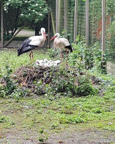 Stolze Eltern: Storchenpaar mit seinem Nachwuchs im Nest am Boden.