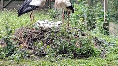 Stolze Eltern: Storchenpaar mit seinem Nachwuchs im Nest am Boden.