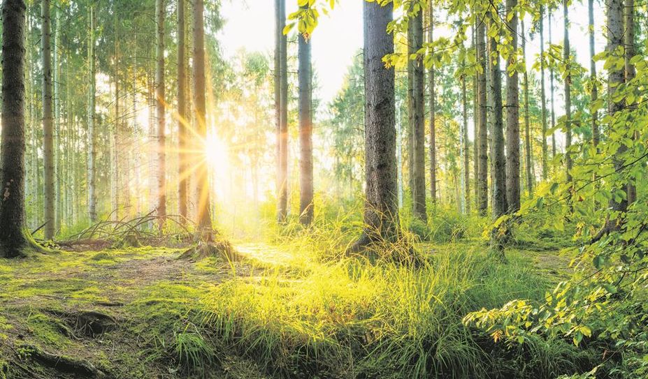Über die Novellierung des Waldgesetzes wird heftig diskutiert.
