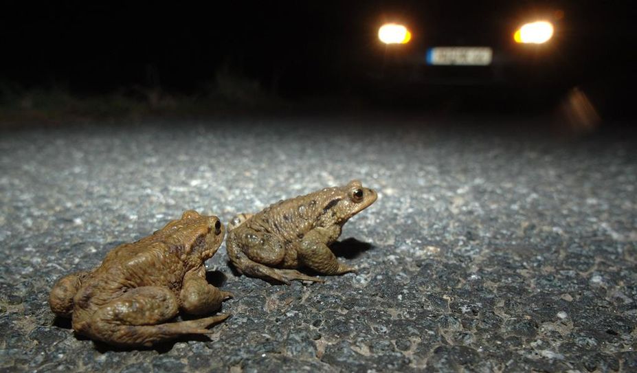 Besonders nachts ist während der Autofahrt besondere Vorsicht geboten.