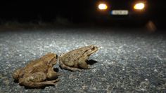 Besonders nachts ist während der Autofahrt besondere Vorsicht geboten.