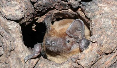 Eine Fledermaus der Gattung Großer Abendsegler.