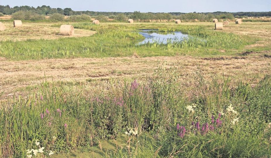 Im Landkreis Osterholz gibt es viele Moorflächen.