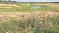 Im Landkreis Osterholz gibt es viele Moorflächen.