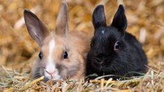 Die kleinen Nager sind beliebte Haustiere bei Kindern, aber was macht sie eigentlich aus?