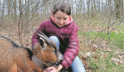 Die Schülerin Zoey von der HLS hat besonderen Gefallen an den Ziegen gefunden.