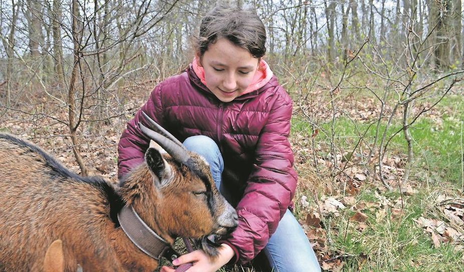 Die Schülerin Zoey von der HLS hat besonderen Gefallen an den Ziegen gefunden.