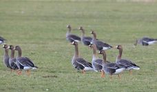 Teilnehmende haben die Chance, Blässgänse zu beobachten.