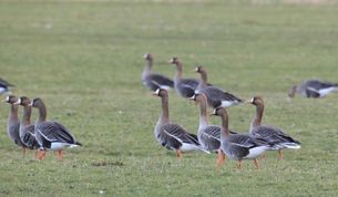 Teilnehmende haben die Chance, Blässgänse zu beobachten.