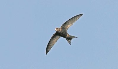 Die Mauersegler können auf ihrem Weg in den Süden stundenlang in der Luft bleiben.