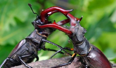 Der Hirschkäfer ist vom Aussterben bedroht.