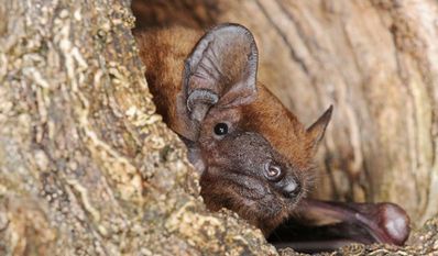 Der Große Abendsegler - eine der größten Fledermausarten der Region.