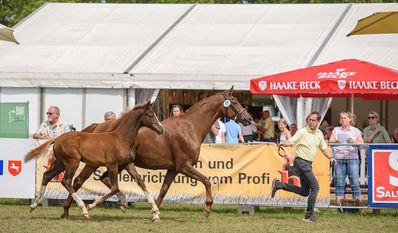 Beim Fohlencup können nicht nur süße Tiere sondern auch beeindruckende Leistungen beobachtet werden.