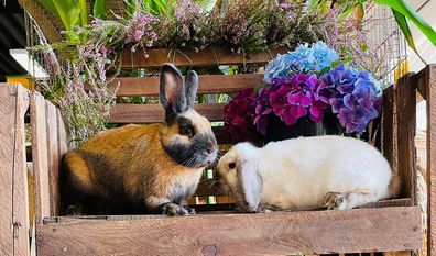 Kaninchen verschiedenster Arten können auf der Ausstellung betrachtet werden.
