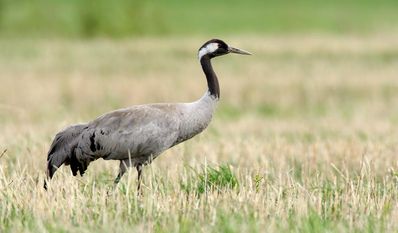 Seit Beginn der Herbst- und Zugvogelzeit ist ein deutlicher Anstieg von Infektionen sowohl bei Wildvögeln als auch bei Geflügelbeständen zu verzeichnen.