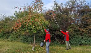 Mit viel Elan und körperlichem Einsatz wurden die Äpfel gepflückt.