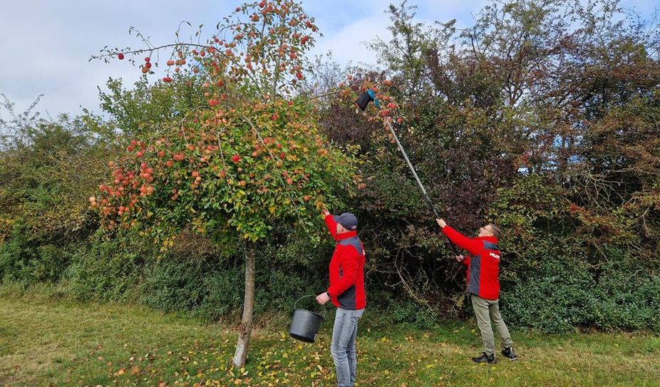 Mit viel Elan und körperlichem Einsatz wurden die Äpfel gepflückt.
