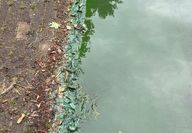 Wie in jedem Jahr hat der Vörder See auch jetzt wieder mit Blaualgen zu kämpfen.