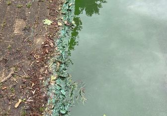 Wie in jedem Jahr hat der Vörder See auch jetzt wieder mit Blaualgen zu kämpfen.