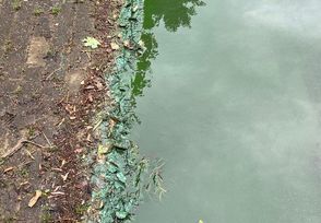 Wie in jedem Jahr hat der Vörder See auch jetzt wieder mit Blaualgen zu kämpfen.