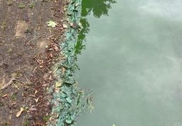 Wie in jedem Jahr hat der Vörder See auch jetzt wieder mit Blaualgen zu kämpfen.