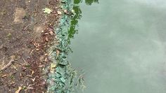 Wie in jedem Jahr hat der Vörder See auch jetzt wieder mit Blaualgen zu kämpfen.