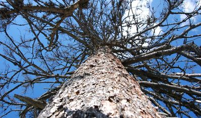 Die mittlere Kronenverlichtung stieg in Niedersachsen auf 23 Prozent - ein neuer Höchstwert.