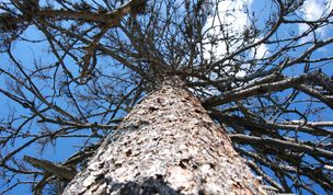Die mittlere Kronenverlichtung stieg in Niedersachsen auf 23 Prozent - ein neuer Höchstwert.