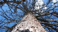 Die mittlere Kronenverlichtung stieg in Niedersachsen auf 23 Prozent - ein neuer Höchstwert.