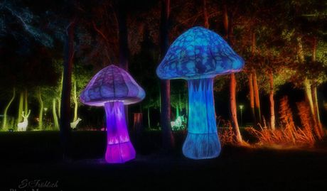 Die „Nordlichter“ sorgen für eine stimmungsvolle Atmosphäre.