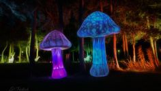 Die „Nordlichter“ sorgen für eine stimmungsvolle Atmosphäre.