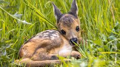 Schutz vor Raubtieren, aber nicht vor Maschinen:Bei Gefahr fliehen sie nicht, sondern drücken sich reglos ins Gras.