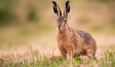 Etwa zehn Langohren pro 100 Hektar findet man aktuell im Landkreis Osterholz. Foto: AdobeStock
